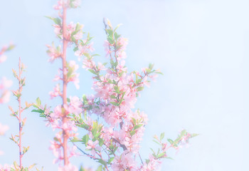 Image showing Blurry Spring Floral Background