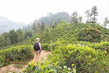 Image showing Female tourist enjoying beautiful nature of tea plantations, Sri Lanka.