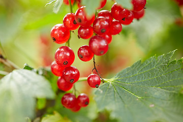 Image showing red currant bush at summer garden branch