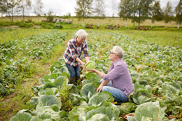 Image showing senior couple picking cabbage on farm