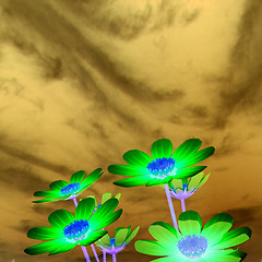 Image showing Beautiful Cosmos Flower against the sky. 3D illustration.