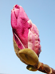 Image showing Pink magnolia bud