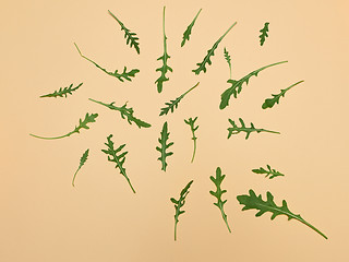 Image showing Arugula leaves on beige