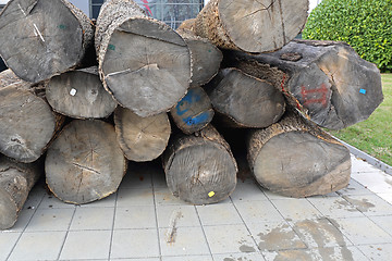 Image showing Timber Logs