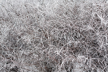 Image showing winter rime pattern