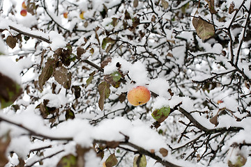 Image showing apple under snow