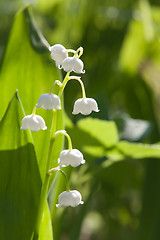 Image showing lily-of-the-valley