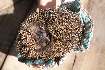 Image showing rolled hedgehog