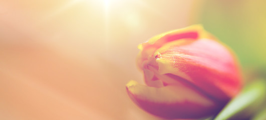 Image showing close up of tulip flower