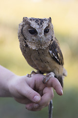 Image showing Collared Scops Owl