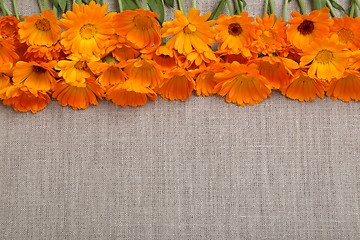 Image showing Marigolds.