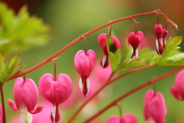 Image showing Bleeding heart.