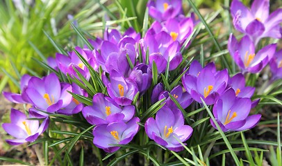 Image showing Crocuses.