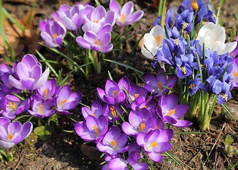 Image showing Crocus and Iris pumila