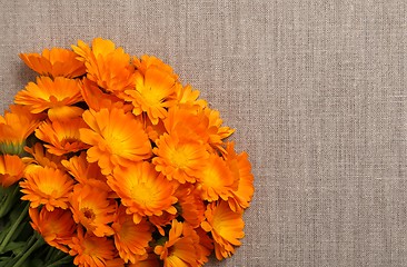 Image showing Marigolds.