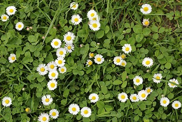 Image showing Daisies.