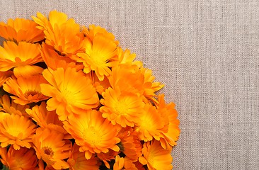 Image showing Marigolds.