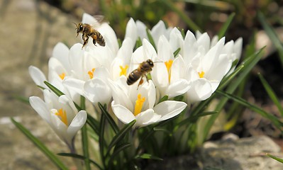 Image showing Crocuses.