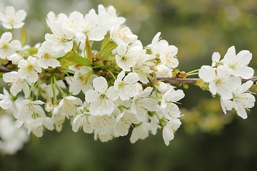 Image showing Cherry blossom