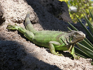 Image showing Iguana