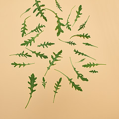 Image showing Arugula leaves on beige