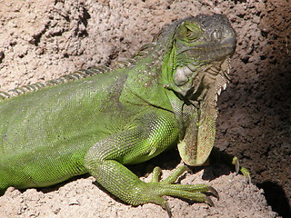 Image showing Iguana