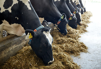 Image showing herd of cows eating hay in cowshed on dairy farm