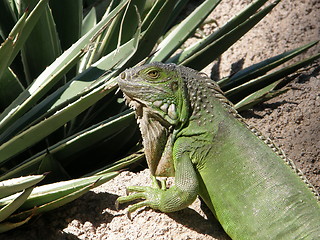 Image showing Iguana