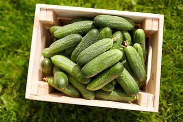 Image showing cucumbers in wooden box at summer garden