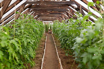 Image showing tomato seedlings growing at greenhouse