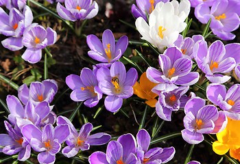 Image showing Crocus