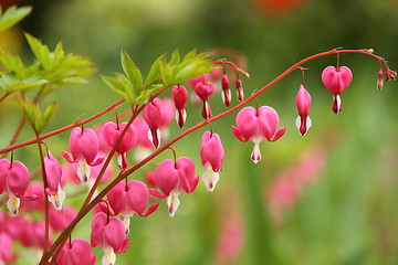 Image showing Bleeding heart.