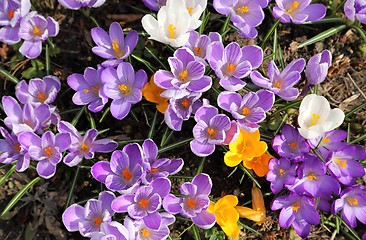 Image showing Crocuses.