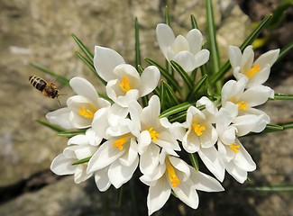 Image showing Crocuses.