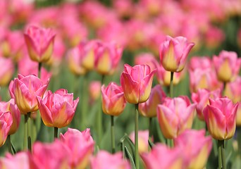 Image showing Tulips.