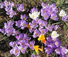 Image showing Crocus