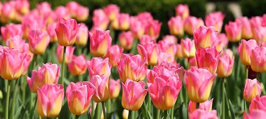 Image showing Tulips.