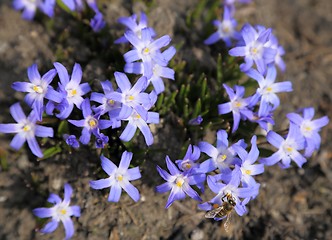 Image showing Chionodoxa flowers.