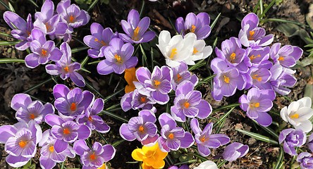 Image showing Crocuses.