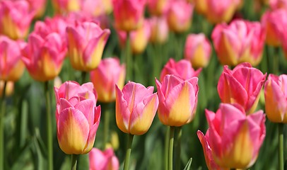 Image showing Tulips.