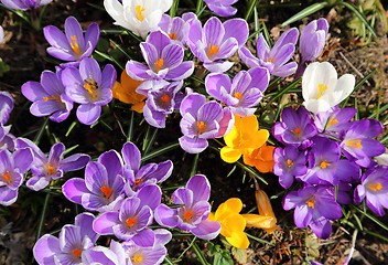 Image showing Crocus