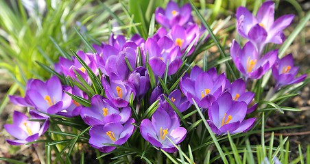 Image showing Crocuses.