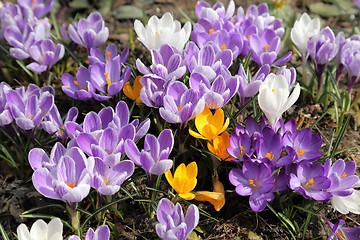 Image showing Crocus.