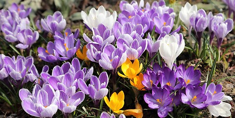 Image showing Crocus.