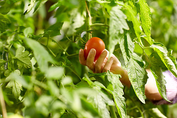 Image showing senior farmer picking tomatoes at farm greenhouse