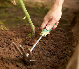 Image showing senior man with hoe weeding garden bed