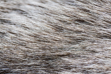 Image showing close up of fur background