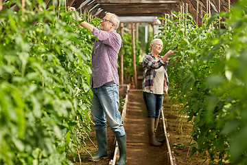 Image showing senior couple working at farm greenhouse