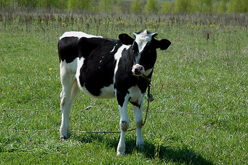 Image showing blask and white calf in field