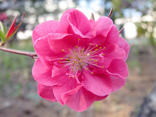 Image showing Pink cherry flower